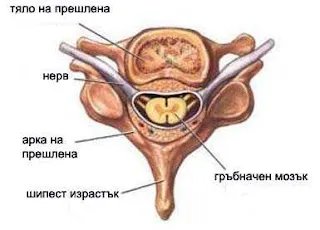 Лечение на болезнени шипове във врата 14 shipove23