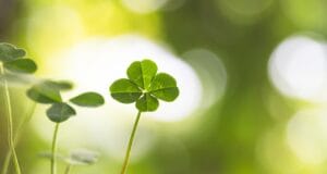 860 isef19 four leaf clover