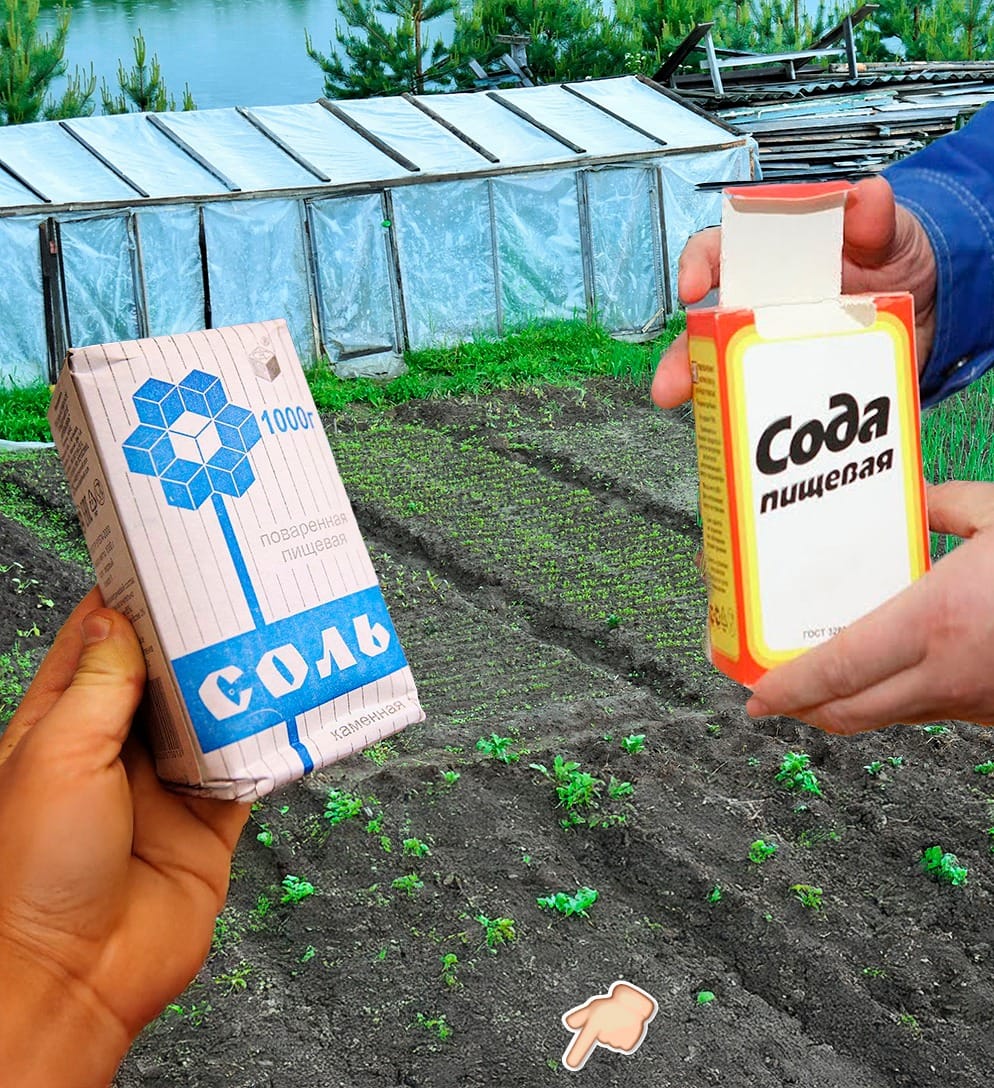 Как да използвате сода и сол в градината, за да повишите добивите. Полезно за градинарите. 3 491949491 989841273319865 4486146220269749819 n
