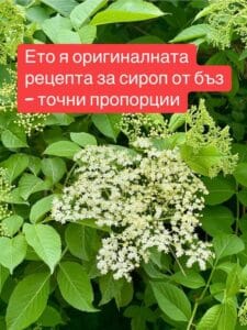 Ето я оригиналната рецепта за сироп от бъз – точни пропорции 👉 64 496767717 701911608880122 8396209495568660697 n