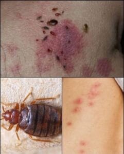 499186849 579793618491663 6857800880290664222 n
