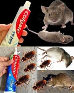 Спрете да харчите пари за отрови за мишки, хлебарки и мравки. Научете как да използвате паста за зъби, за да защитите дома си. 30 499871342 709710895083411 9217526616728233290 n