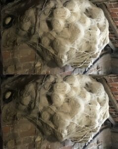 Мъжът си мислеше, че е открил осарник на тавана😱, но избяга, щом видя какво има вътре 68 494140984 726863479919801 5640894720715271041 n