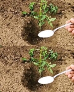 Какво да сложите в ДУПКАТА при засаждане на ДОМАТИ, за да не боледуват и да дадат ДОБРА реколта 24 500831958 1096337275847370 7952522355843250075 n