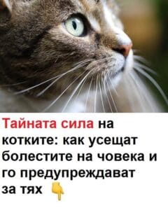 Тайната сила на котките: как усещат болестите на човека и го предупреждават за тях. 😱🐈 78 505899549 1381579680198345 306116198328798451 n