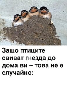 Защо птиците строят гнезда близо до дома ви, това не е случайно. На какво трябва да обърнете внимание: 22 506443990 1384154919940821 525633096200256791 n