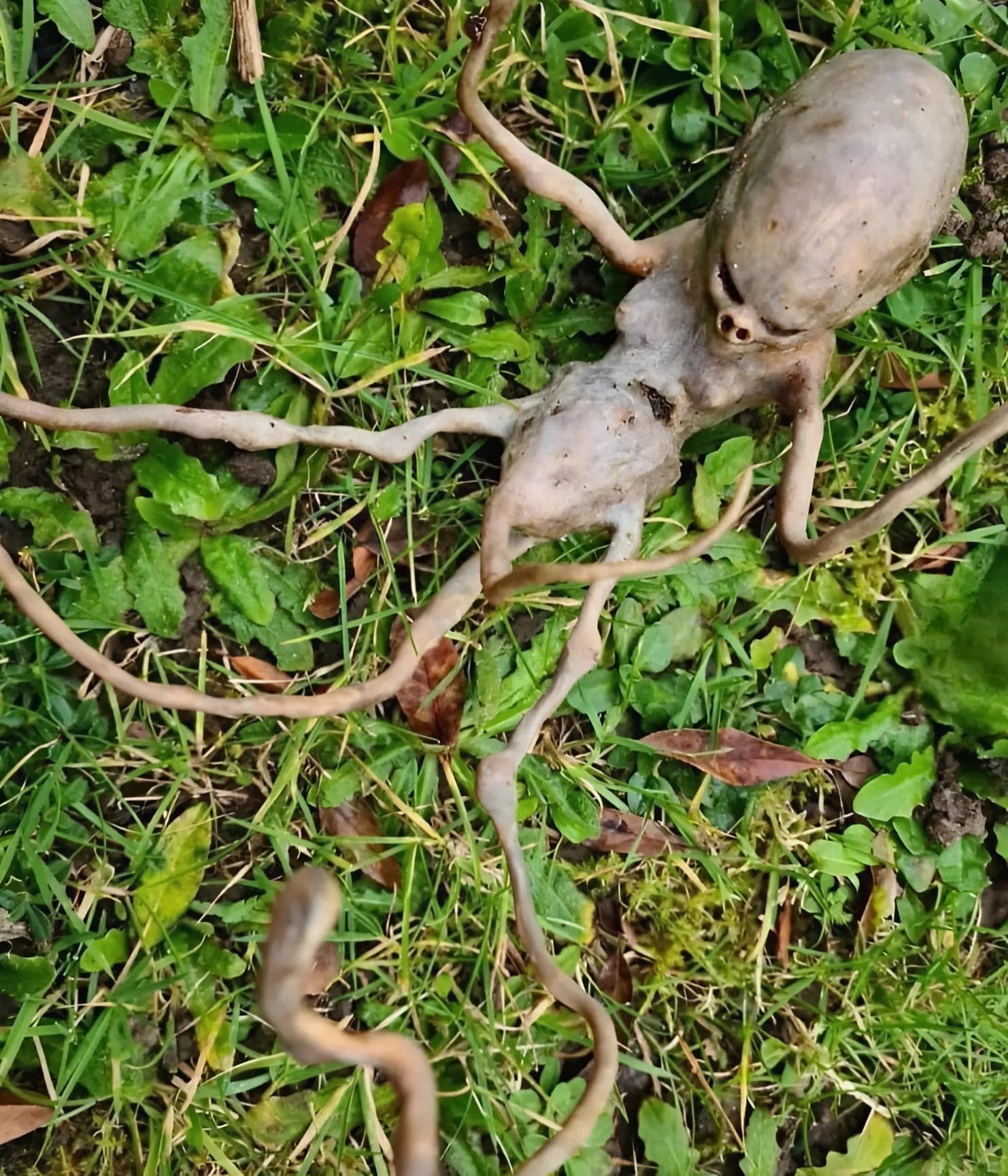 В нашия двор намерих нещо толкова странно и плашещо, че от ужас едва не припаднах. Наистина си помислих, че съм открила извънземно… 5 509430532 736276528984298 1018244540124567595 n