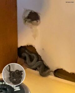Майка на две деца се нанася в първия си дом, но кучето ѝ започва да се държи странно – после тя се вглежда в стените... и от това, което открива, кръвта ми застива! 14 514338566 740023225270728 413791