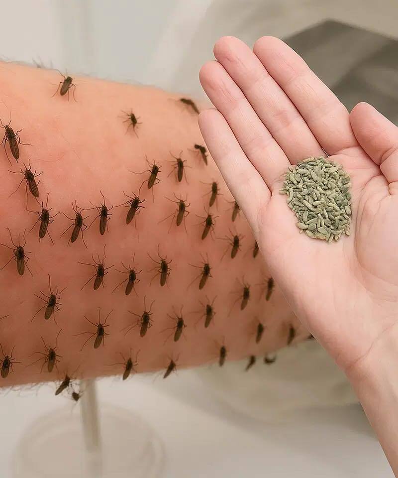 Няма да видите комари повече, ако направите ТОВА 3 514408455 1294463832072313 82900