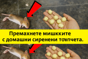 Кажете сбогом на гризачите в дома си. Отървете се от плъхове и мишки завинаги 26 chatgpt image 10.07.2025 g. 13 03 10