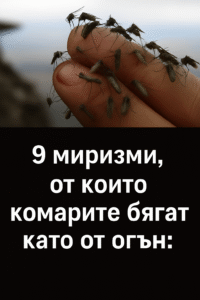 Девет миризми, от които комарите бягат като от огън: 2 chatgpt image 11.07.2025 g. 15 19 58