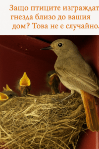 Защо птиците изграждат гнезда близо до вашия дом? Това не е случайно. 20 chatgpt image 12.07.2025 g. 13 00 34