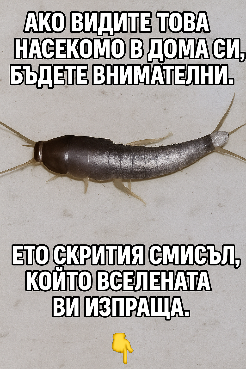 Ако сте забелязали това насекомо в дома си, бъдете внимателни: това може да означава, че… 3 chatgpt image 15.07.2025 g. 23 04 59