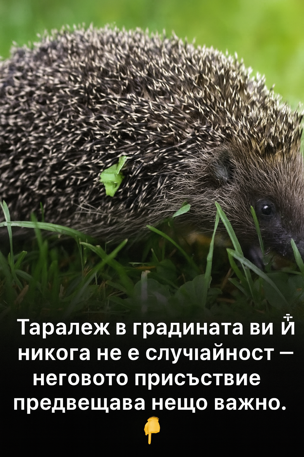 Ако в градината ви се е появил таралеж, това означава, че... 3 chatgpt image 24.07.2025 g. 22 55 38