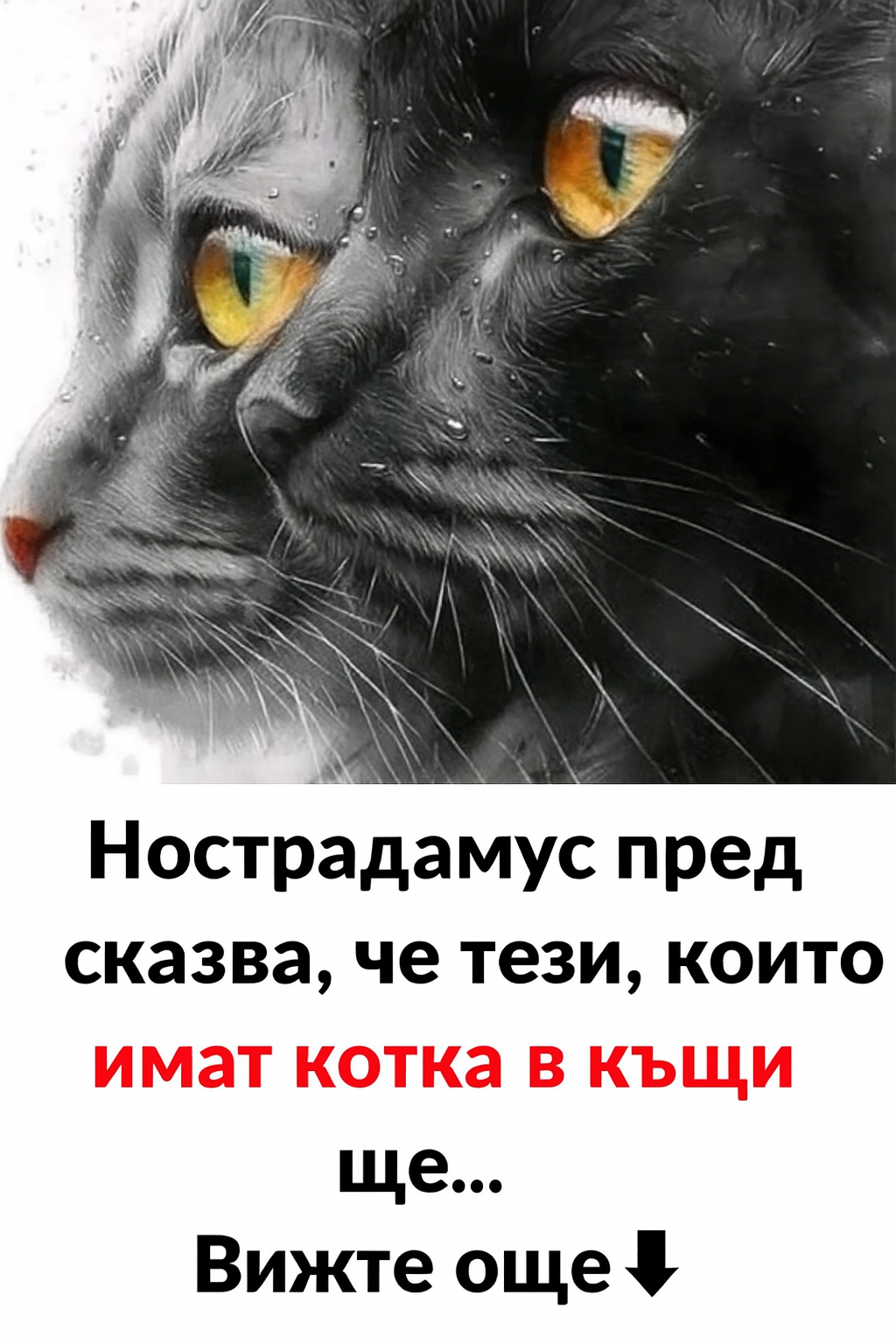 Нострадамус предсказва, че тези, които имат котка в къщи, ще… 3 chatgpt image 7.07.2025 g. 18 21 18